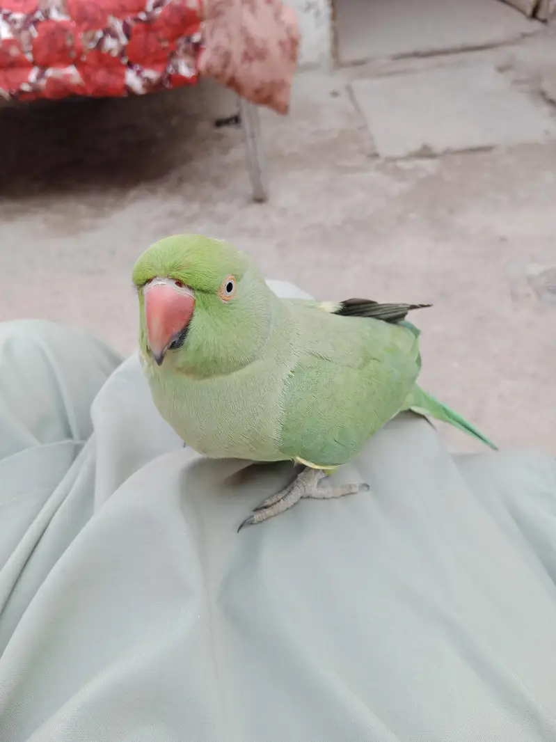 Green Pet Parrot (Mithu) for Sale Female — photo 3