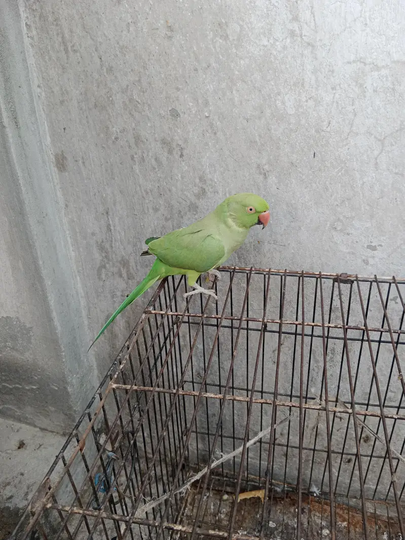 Green Pet Parrot (Mithu) for Sale Female — photo 4