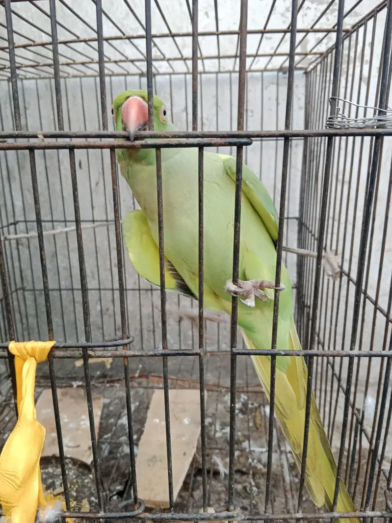Green Pet Parrot (Mithu) for Sale Female — photo 5