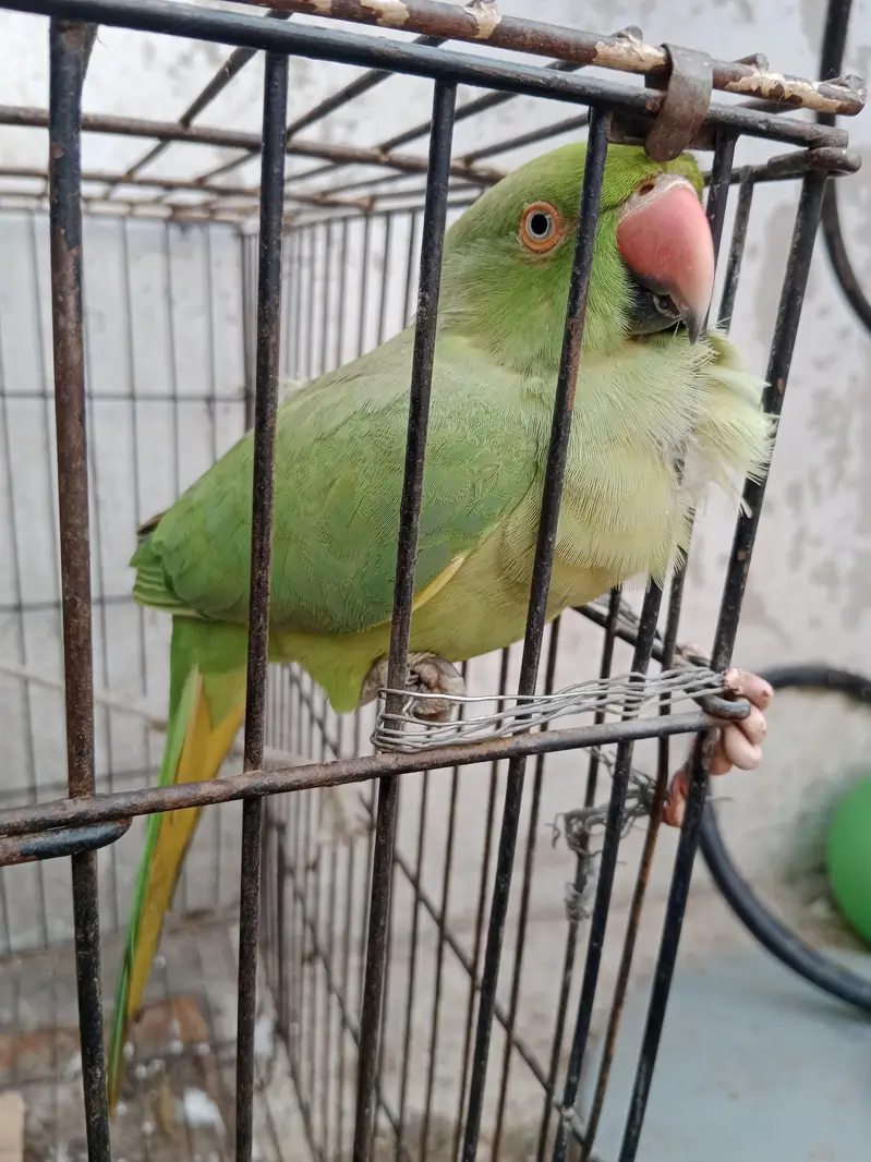Green Pet Parrot (Mithu) for Sale Female — photo 6