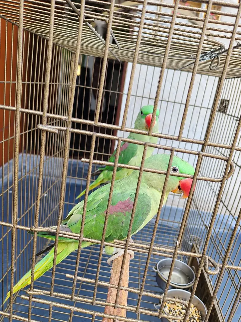 Raw Parrots Confirm Pair With Antique Cage — photo 2