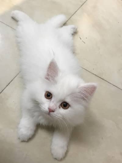 Persian kittens