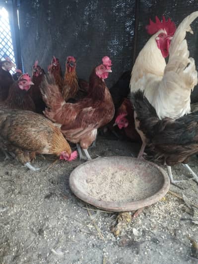 daily egg laying
