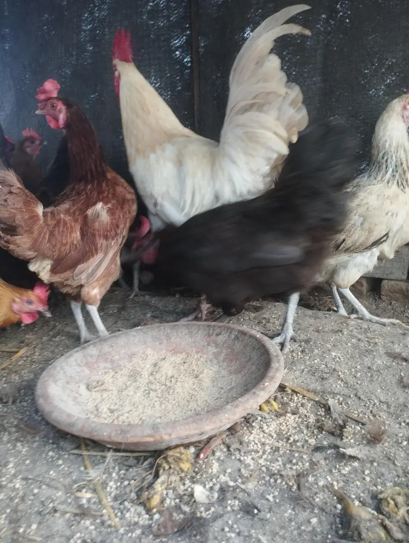 daily egg laying — photo 2