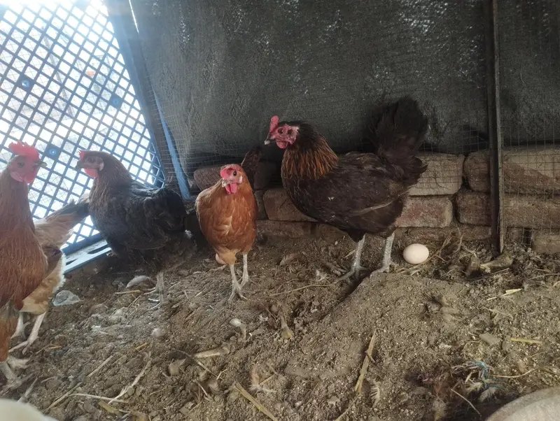 daily egg laying — photo 3