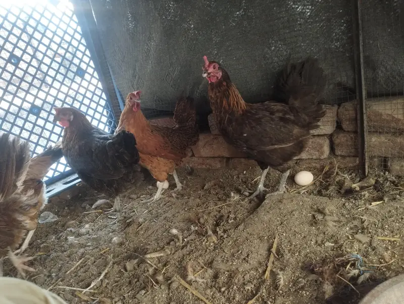 daily egg laying — photo 4