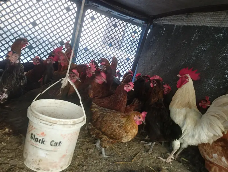 daily egg laying — photo 5
