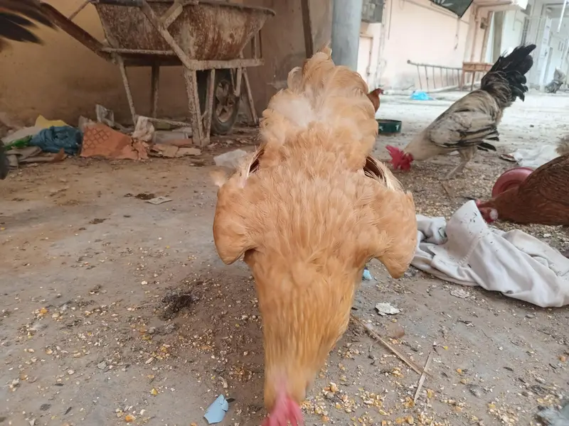 murga , murgi — photo 2