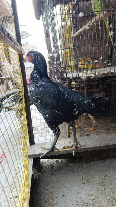 aseel pair for sale