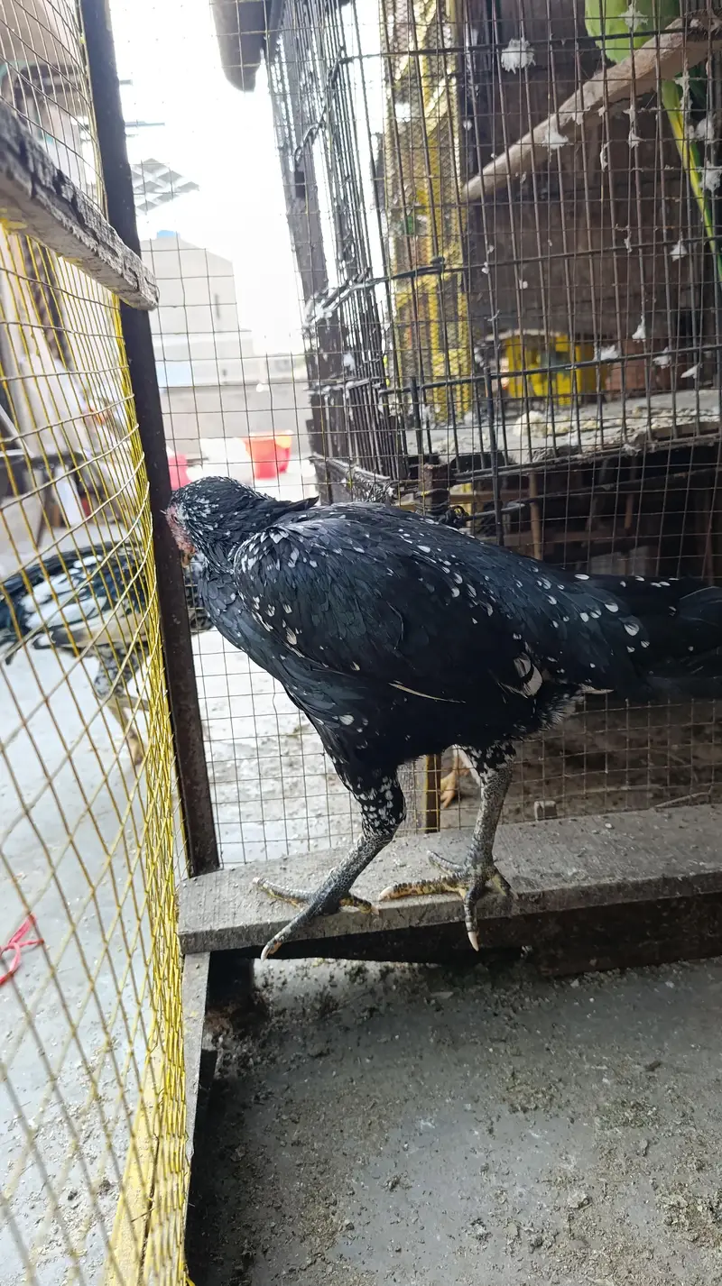 aseel pair for sale — photo 2