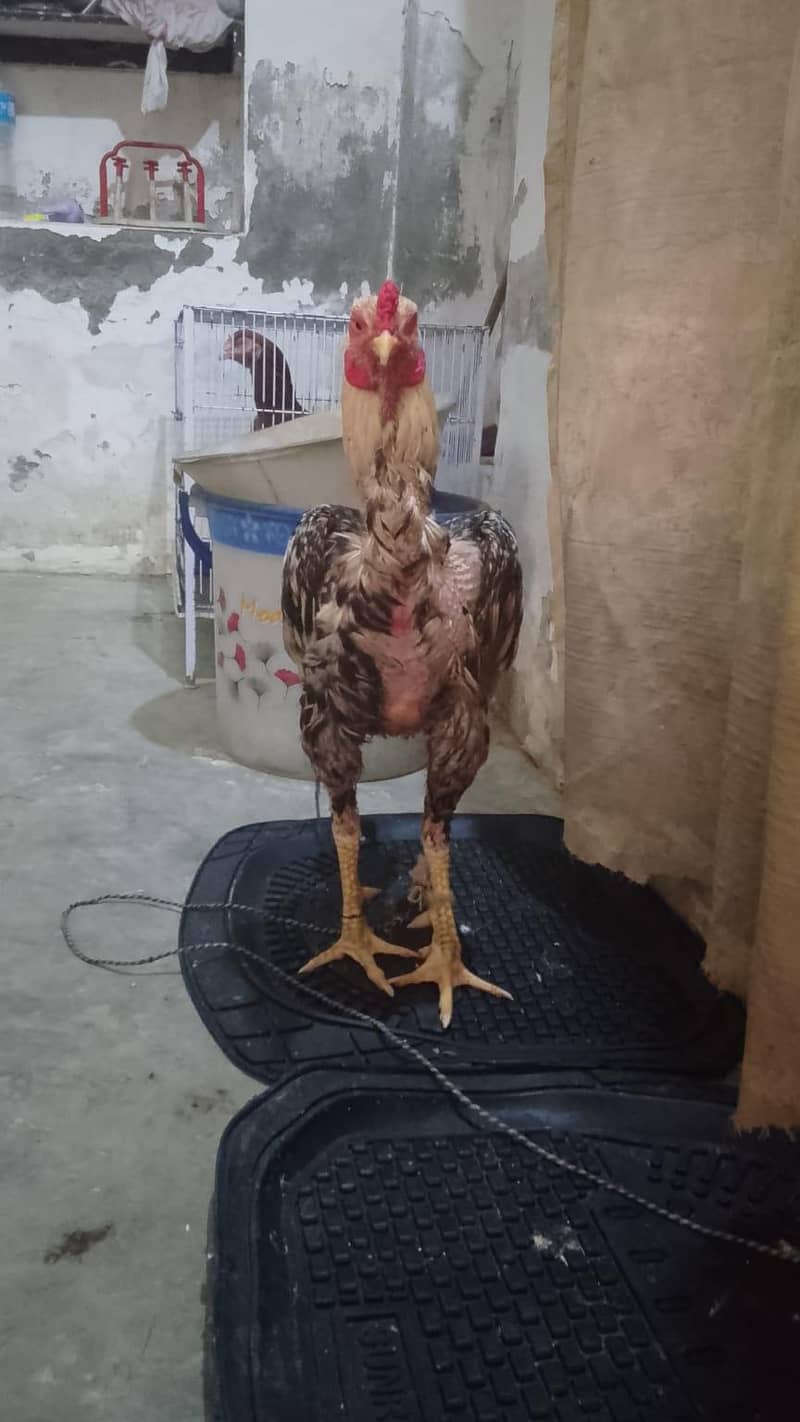 high quality breed 0
