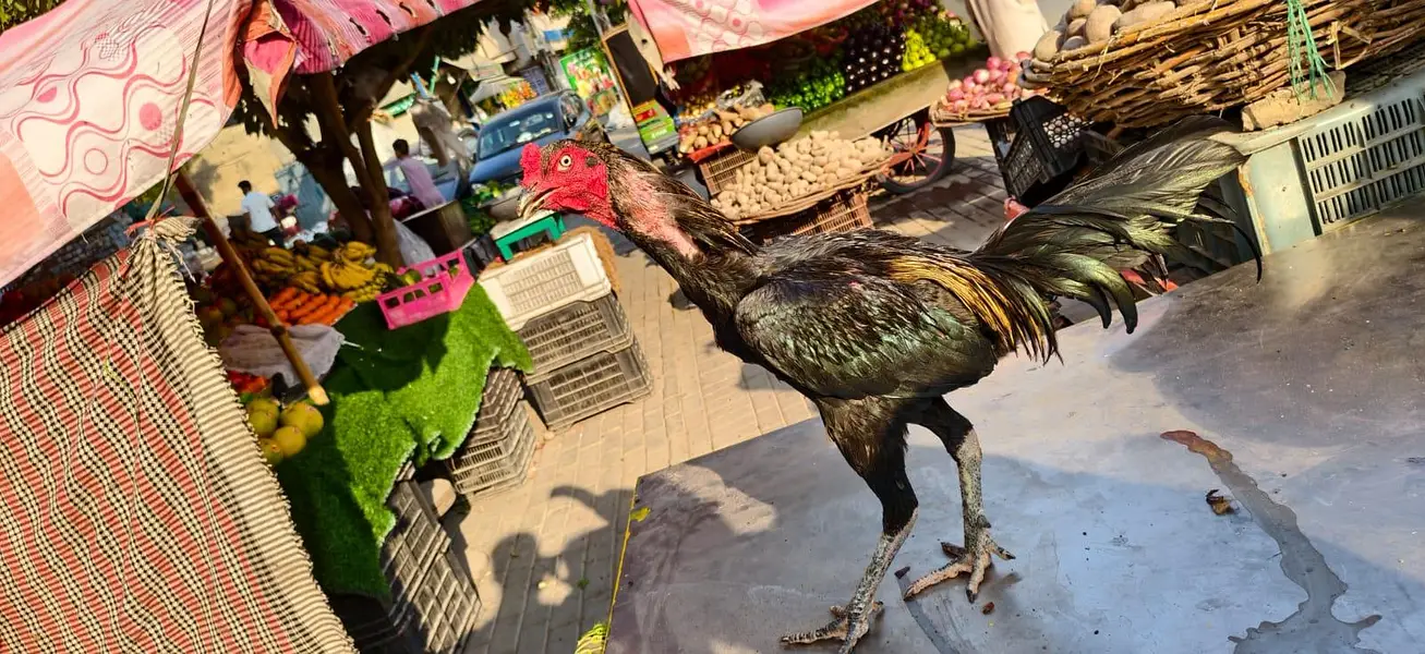 bohat he acha pair hai rakhny ki jga ni hai is liy sale kr rha hu — photo 4