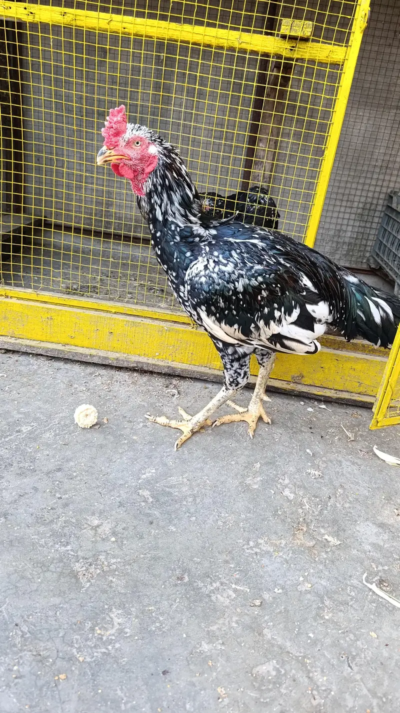 aseel pair for sale — photo 3