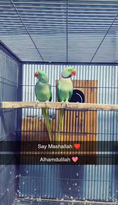 Wildlife-Registered Raw confirm breeder Pair
