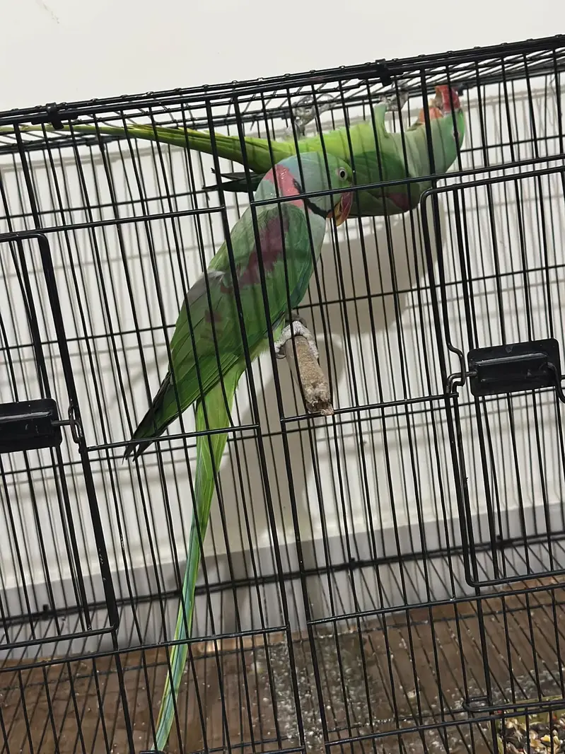 Wildlife-Registered Raw confirm breeder Pair — photo 3