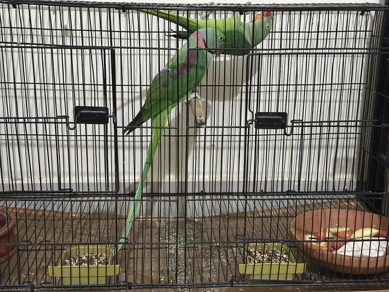 Wildlife-Registered Raw confirm breeder Pair — photo 4