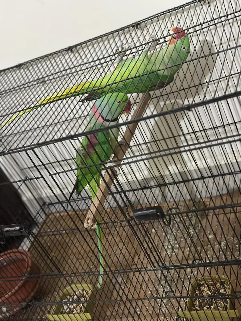 Wildlife-Registered Raw confirm breeder Pair — photo 5