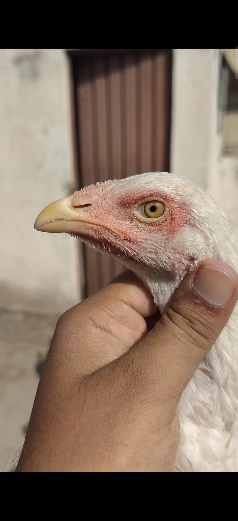 Quality Patha Available 0