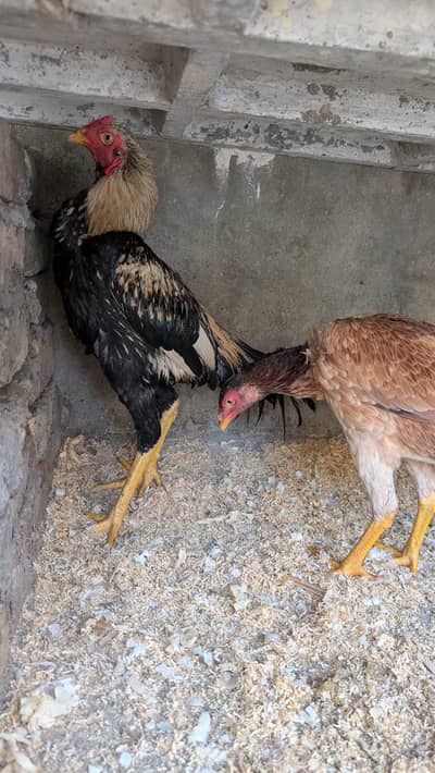 Aseel Pair Pure Breed