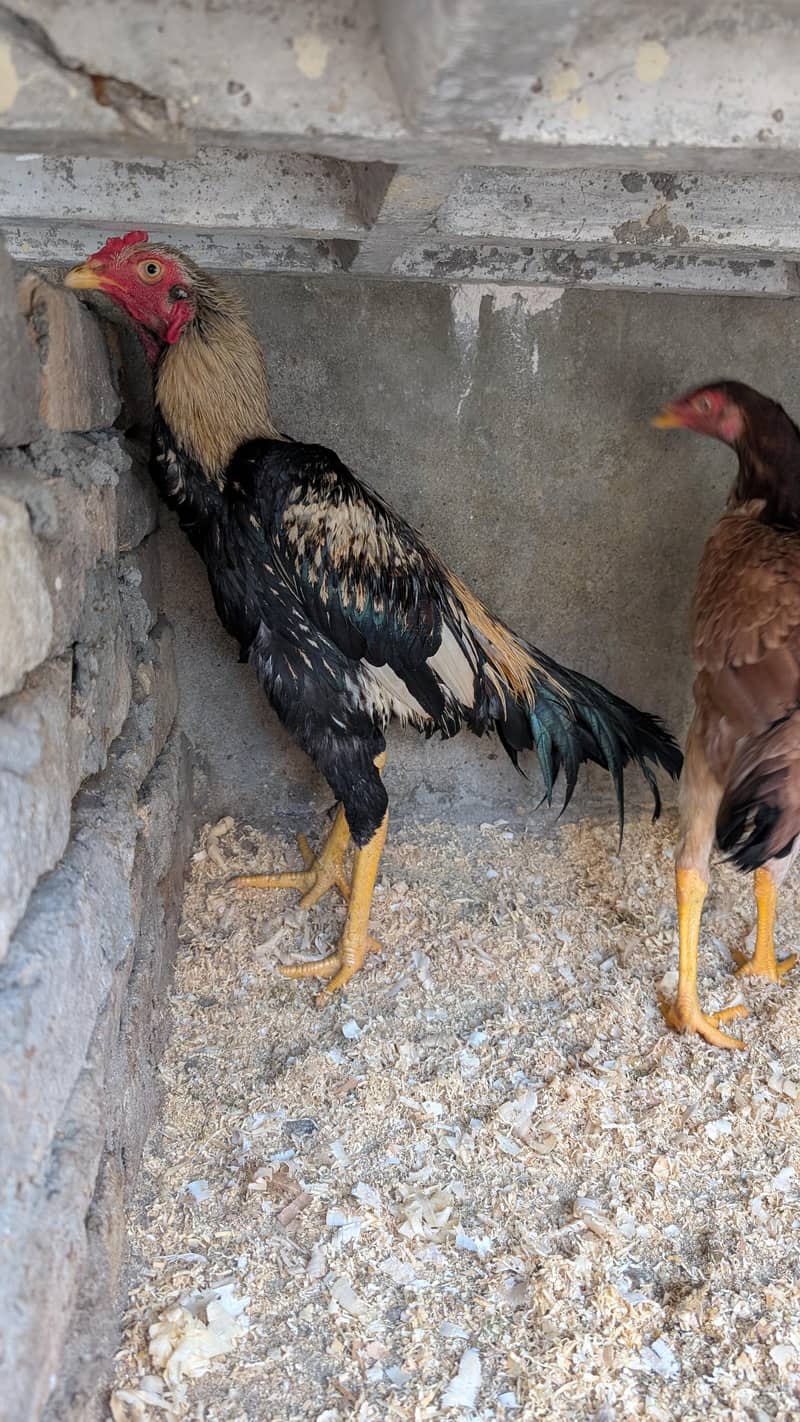 Aseel Pair Pure Breed - Hens - 1120562957