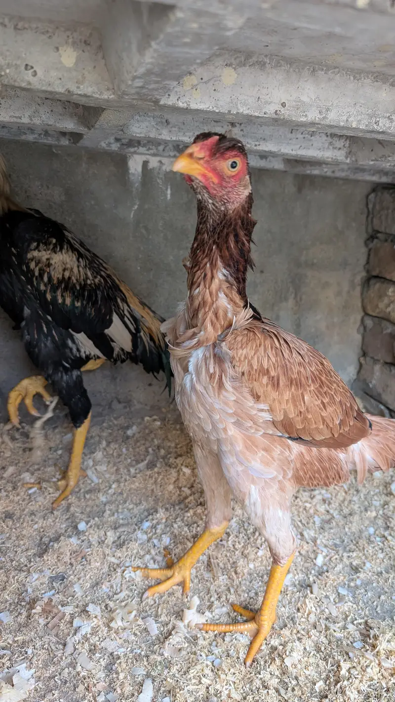 Aseel Pair Pure Breed — photo 3