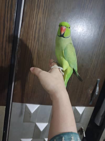 male talking parrot