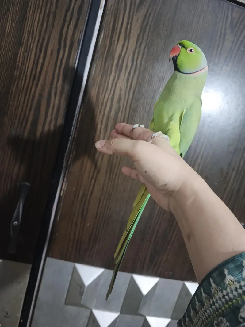 male talking parrot — photo 2