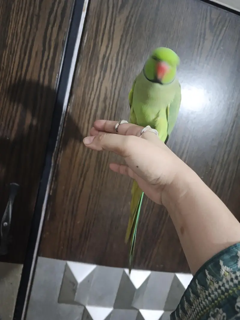 male talking parrot — photo 4