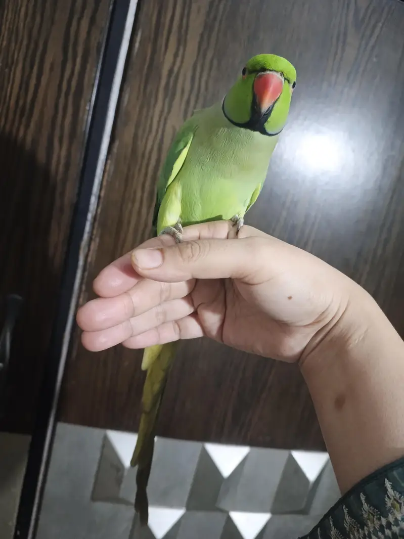 male talking parrot — photo 5