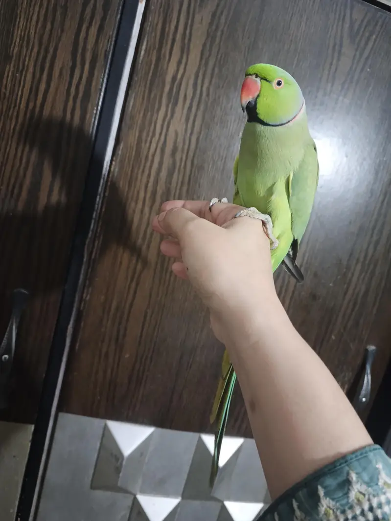 male talking parrot — photo 6