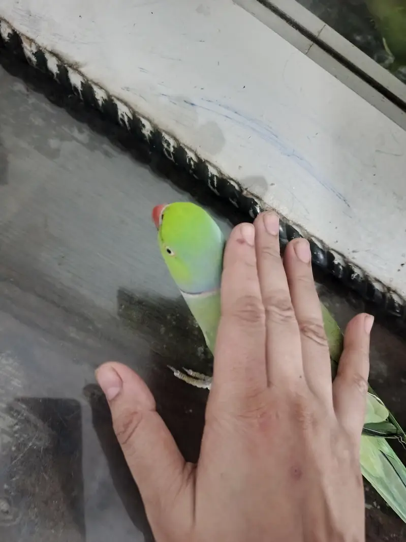 male talking parrot — photo 7