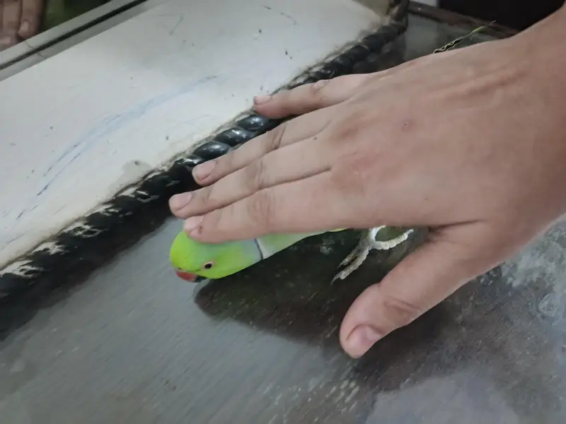 male talking parrot — photo 8