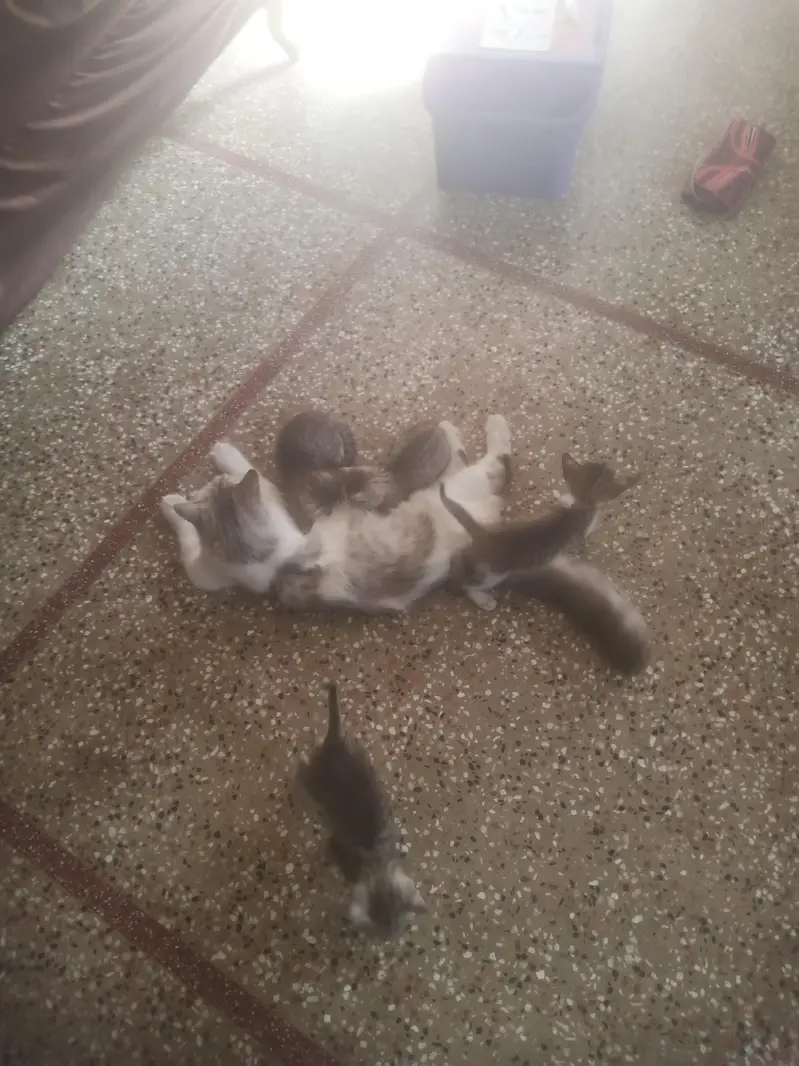 person cat with 4 kittens 4 sale — photo 3