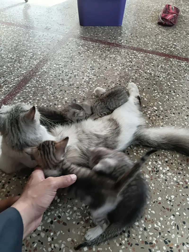 person cat with 4 kittens 4 sale — photo 4