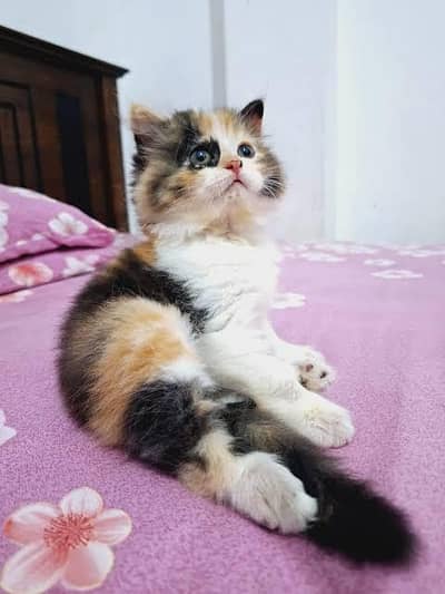 pure callico Persian kittens in karachi