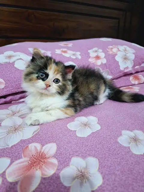 pure callico Persian kittens in karachi — photo 2