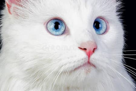 blue eyes white male