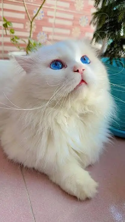 blue eyes white male — photo 2
