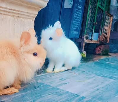 lionhead dwarf Rabbits