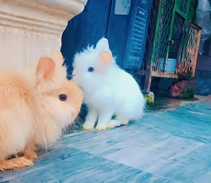 lionhead dwarf Rabbits