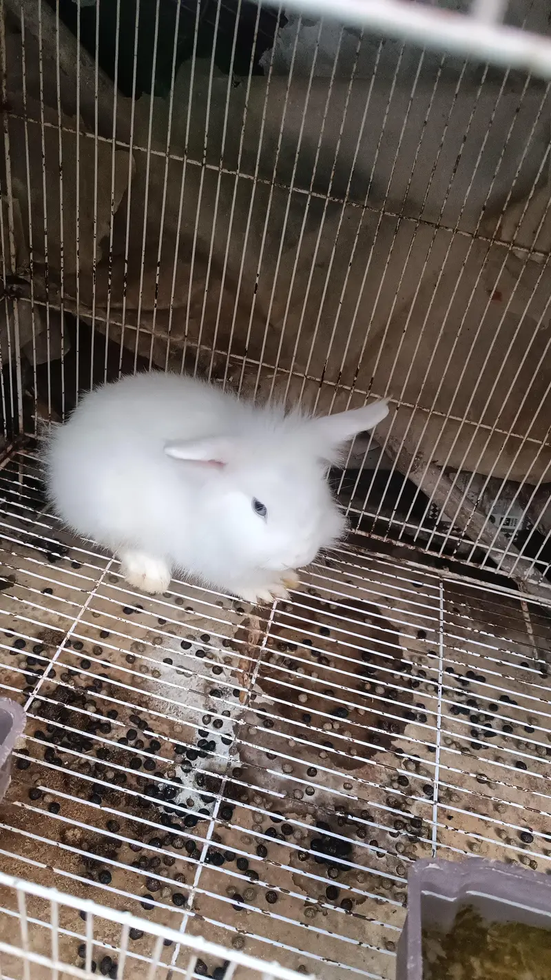 lionhead dwarf Rabbits — photo 3