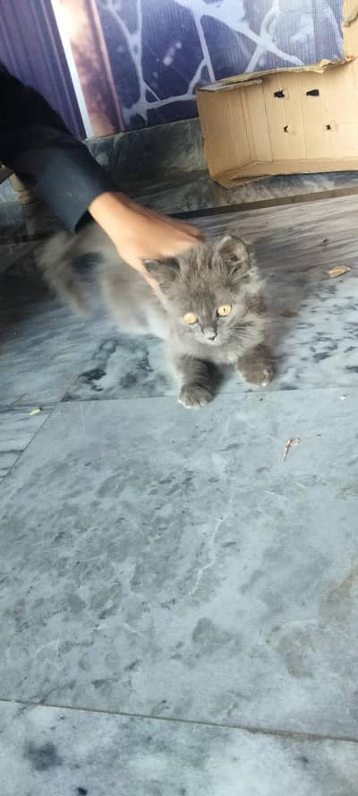 persian cat baby