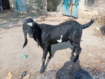 bakra