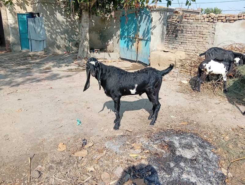 bakra 1