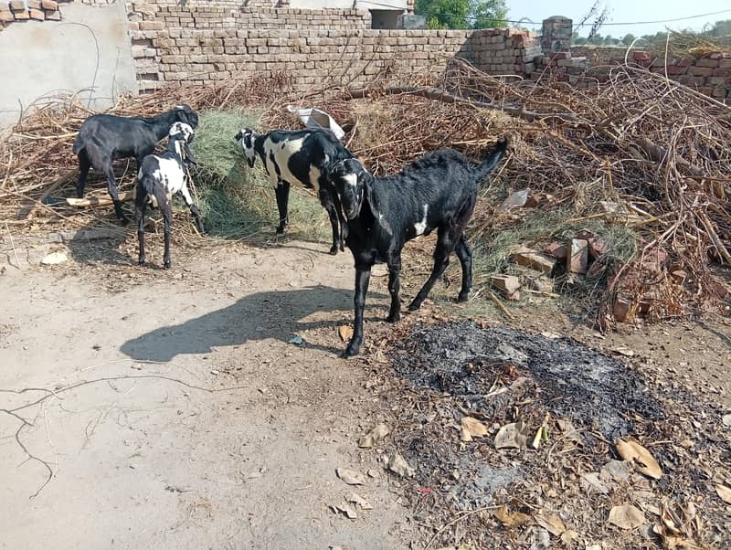 bakra 2