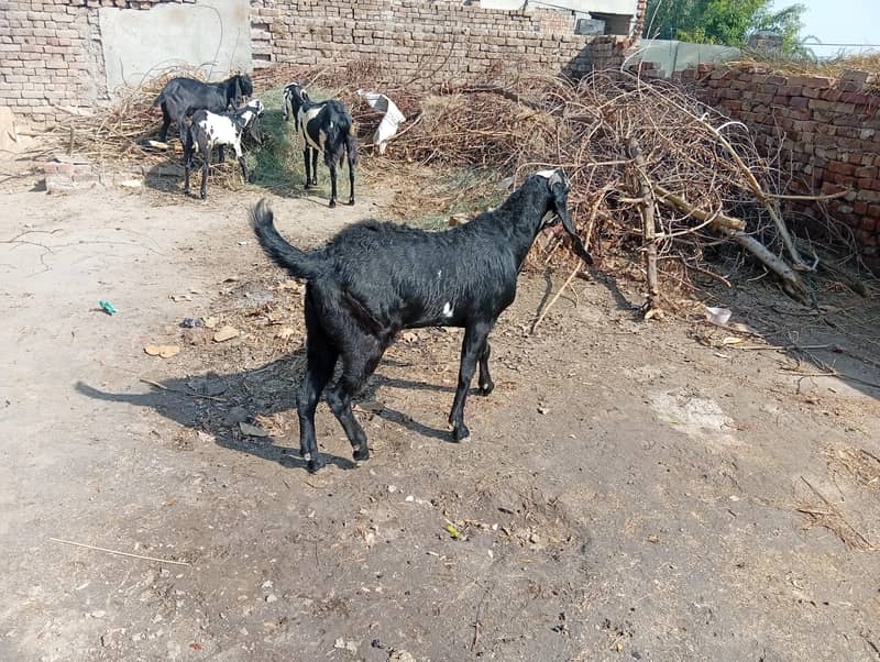 bakra 3