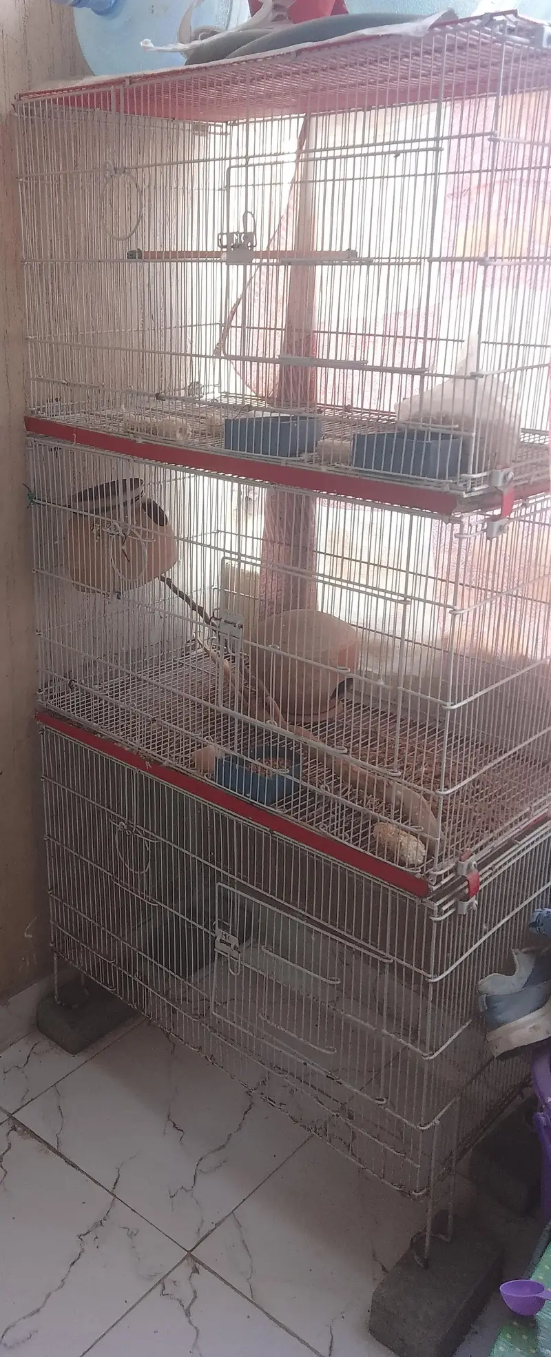 Iron cage — photo 3