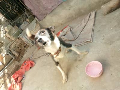 pisti dog male
