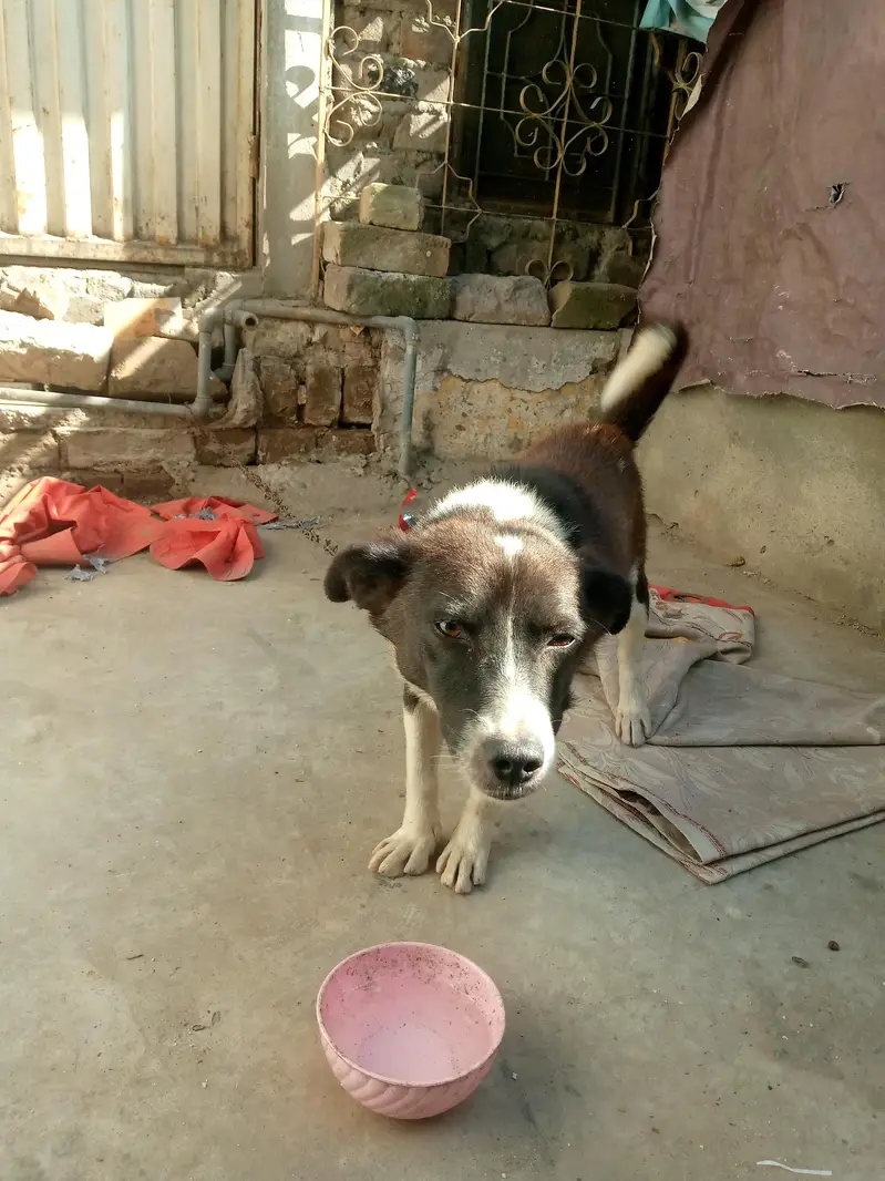 pisti dog male — photo 2