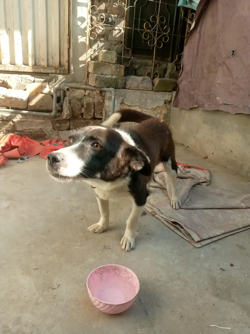 pisti dog male — photo 3